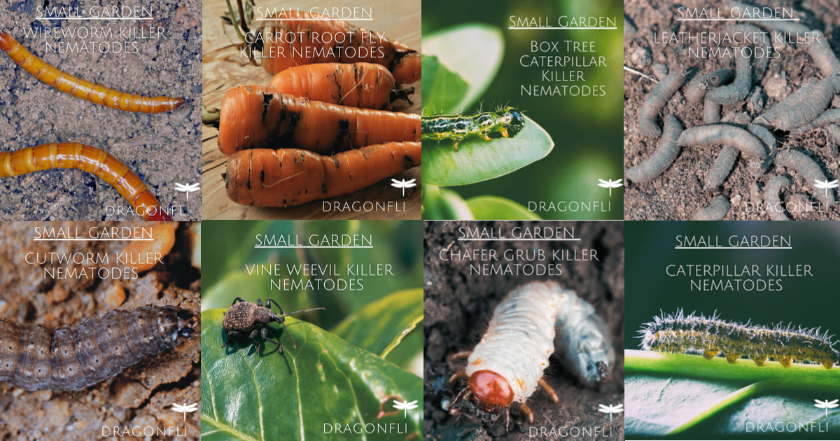 Nematodes: The Ideal Natural Pest Control For Small Gardens - Dragonfli