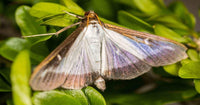 Three Steps To Stop Box Tree Moth