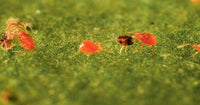 Choosing The Right Predator For Spider Mite & Thrips