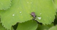 RHS Top 10 Pests 2020 and the natural ways to control them - Dragonfli
