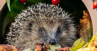 Help for Hedgehogs this Winter - Dragonfli