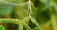 Which predators to use for the control of Spider Mite and how to use them - Dragonfli