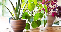 House Plant Care Tips