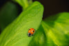 Ladybird Family Bundle - 25 Ladybird Adults & 100 Ladybird Larvae