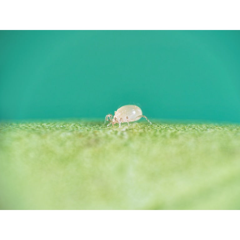 Amblyseius andersoni Sachets - Cold Tolerant Predatory Mites - Use Against Thrips, Spider Mites, Whitefly Eggs & More