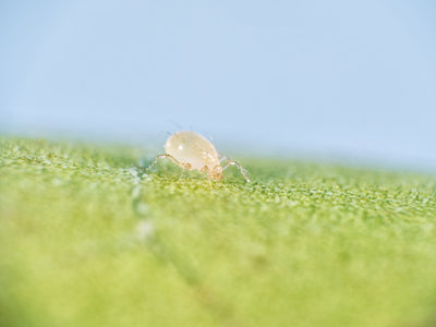 Amblyseius andersoni Predators - Spider Mite Preventative System