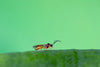 Aphid Parasitic Wasp - Aphidius colemani