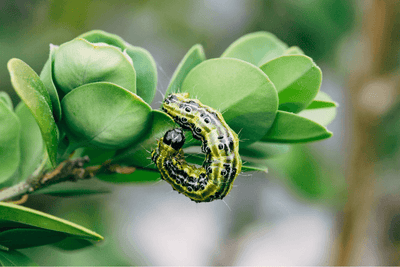 Small Garden Box Tree Caterpillar Killer Nematodes