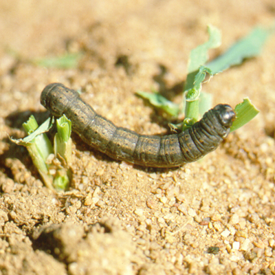 Small Garden Cutworm Killer Nematodes