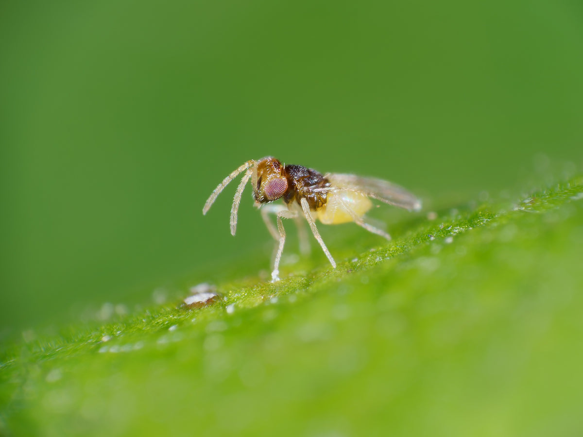 Whitefly Killer Programmes - Encarsia Formosa
