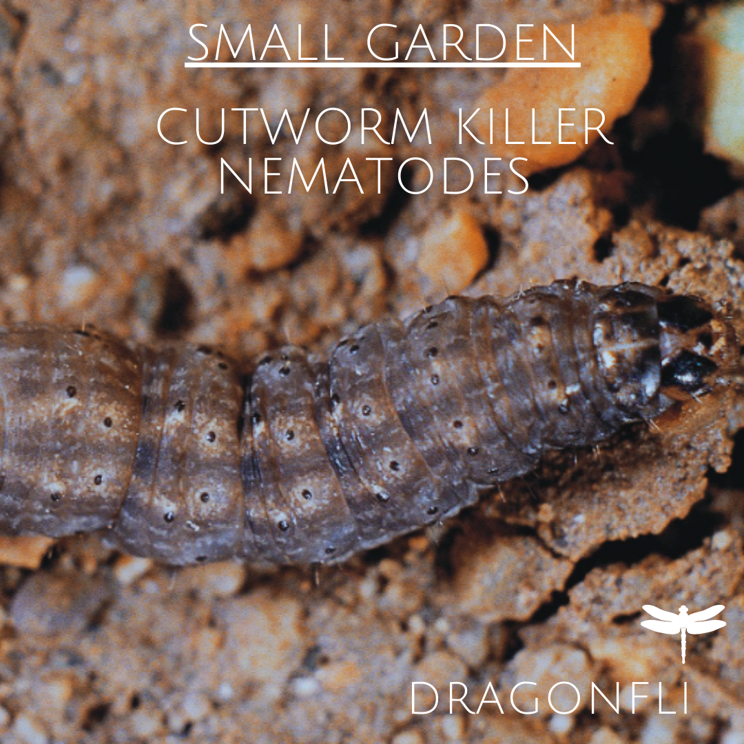 Small Garden Cutworm Killer Nematodes
