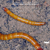 Small Garden Wireworm Killer Nematodes