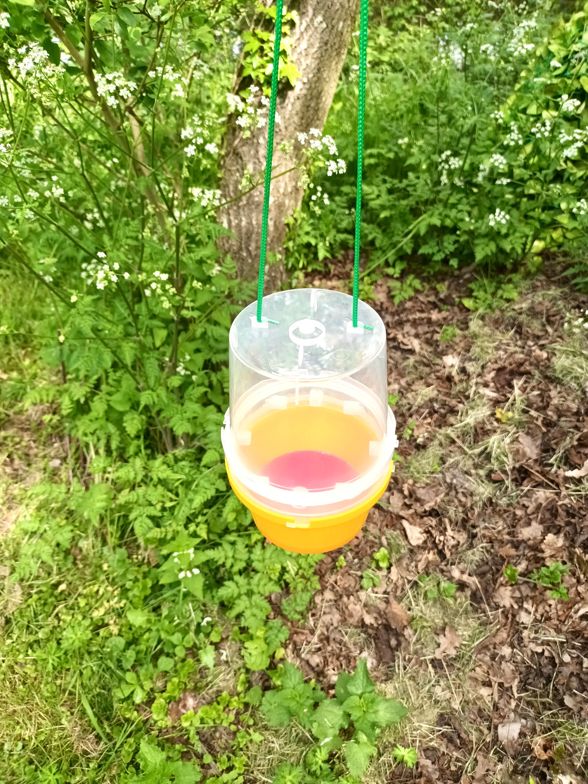 Wasp Trap With Attractant