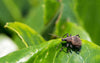 Small Garden Vine Weevil Killer Nematodes