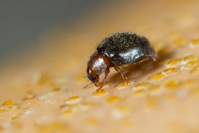 Scale Insect Predatory Beetles - Rhyzobius lophanthae
