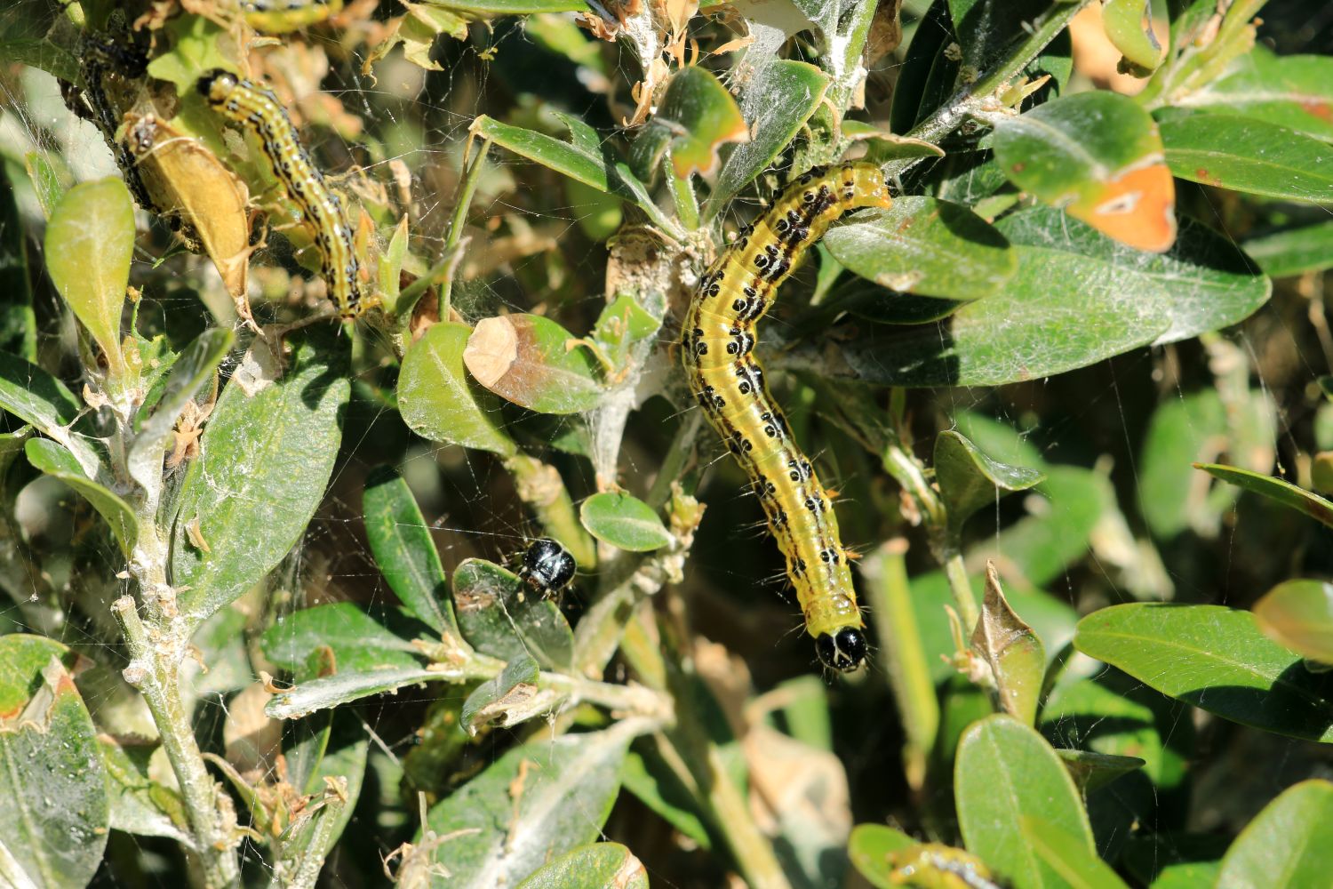 Box Caterpillar Infestations How To Deal With Them Safely, 55 OFF
