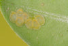 Box Tree Moth Egg Killer Sachets - Trichogramma evanescens