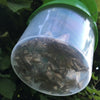 Box Tree Moth Pheromone Trap