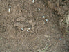 Chafer Grub Killer Nematodes - Heterorhabditis bacteriophora