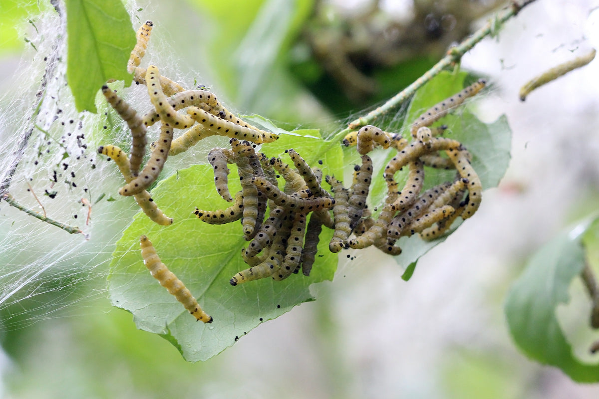 Small Garden Caterpillar Killer Nematodes