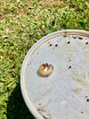 Small Garden Chafer Grub Killer Nematodes