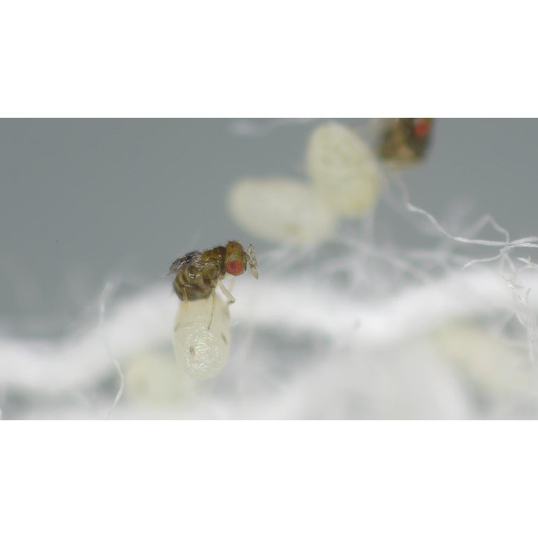 Carnation Tortrix Moth Egg Killer Sachets - Trichogramma Parasitic Wasps