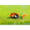 Adult Ladybirds - Adalia bipunctata