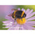 Gift Voucher For Beepol Live Bumblebee Colony