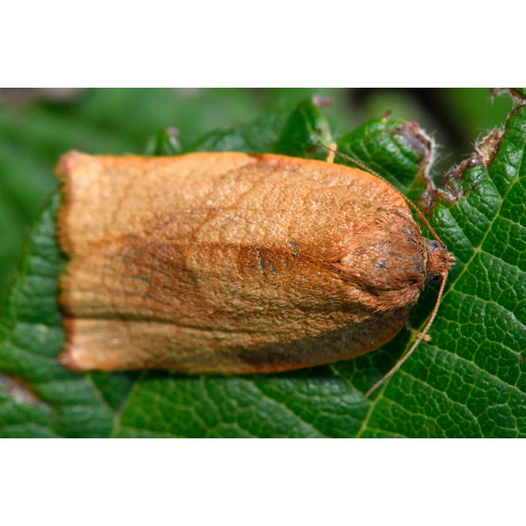Carnation Tortrix Moth Pheromone Lure