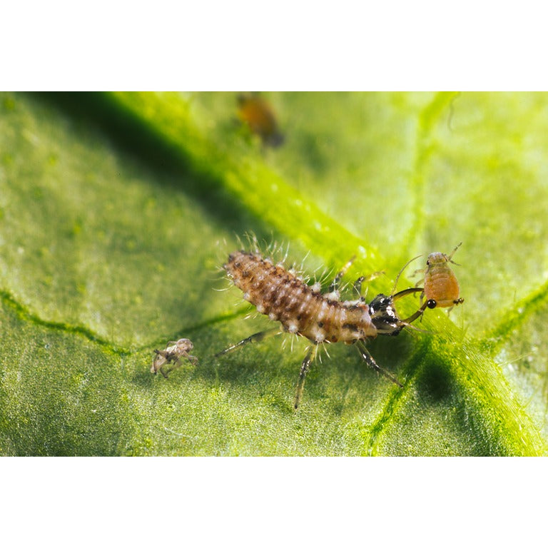 Lacewing larvae - Chrysoperla carnea