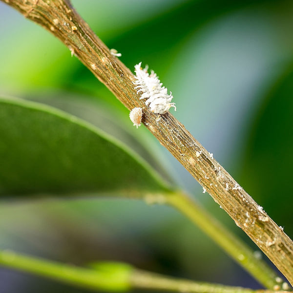 Mealybug Predator Larvae - Cryptolaemus montrouzieri - Dragonfli