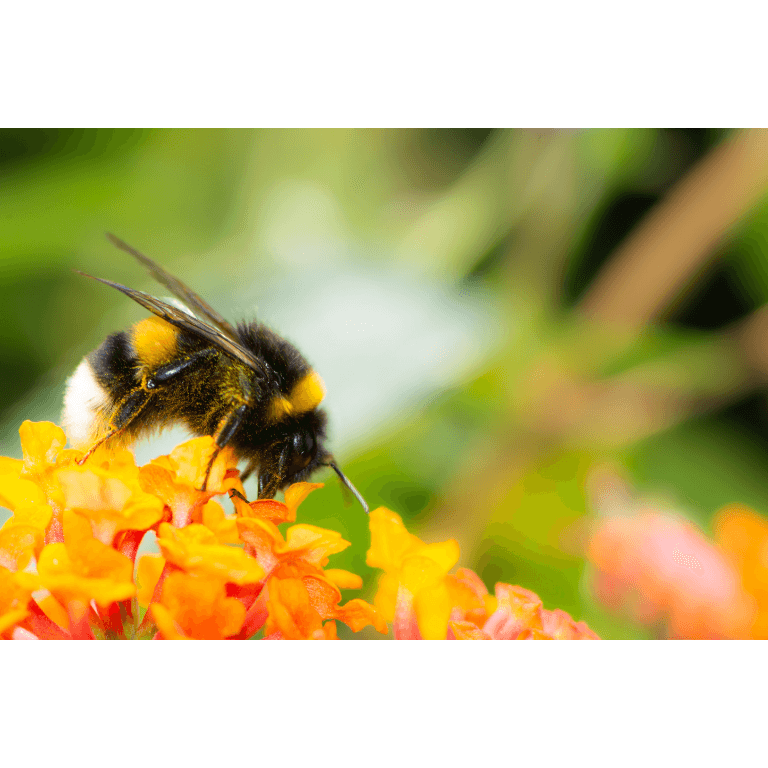 Beepol Live Bumblebee Colony - Dragonfli