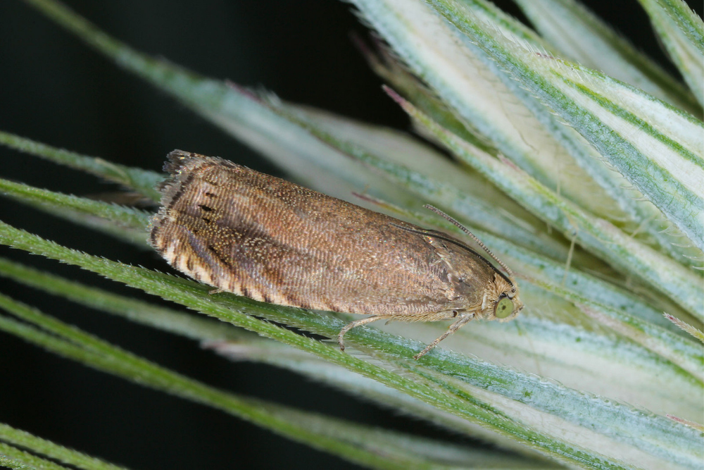 Pea Moth Pheromone Lure