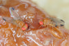 Drosophila Suzukii Fruit Fly Liquid Attractant