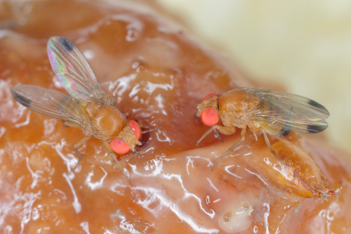 Drosophila Suzukii Fruit Fly Liquid Attractant
