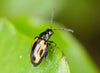 Flea Beetle Killer Nematodes