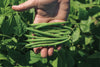 Pea & Bean Weevil Trap - Includes Pheromone Lure