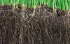 Roots Boost Mycorrhizal Fungi Granules