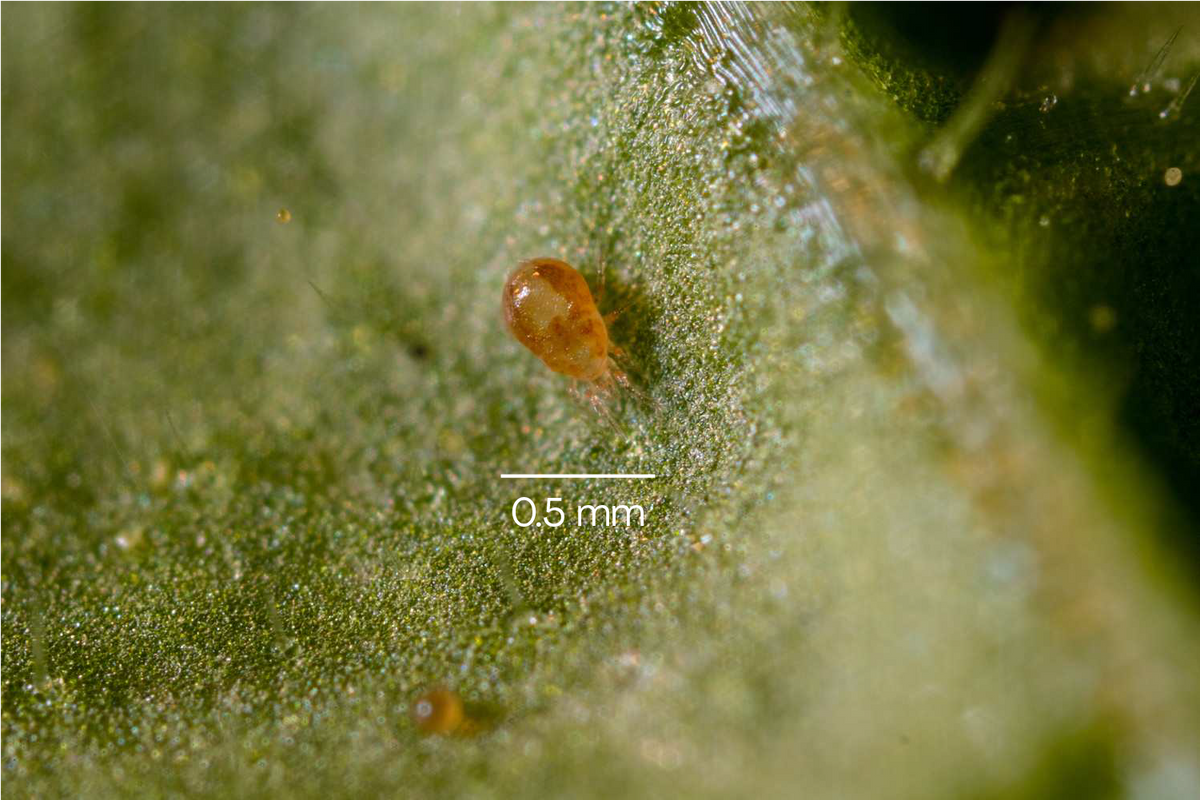 Amblyseius californicus - Foil Sachets - Spider Mite Preventative System