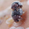 Scale Insect Predatory Beetles - Rhyzobius lophanthae