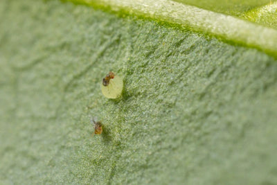 Carnation Tortrix Moth Egg Killer Sachets - Trichogramma Parasitic Wasps