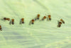 Box Tree Caterpillar Nematodes & Box Tree Moth Egg Killer Sachet Bundle