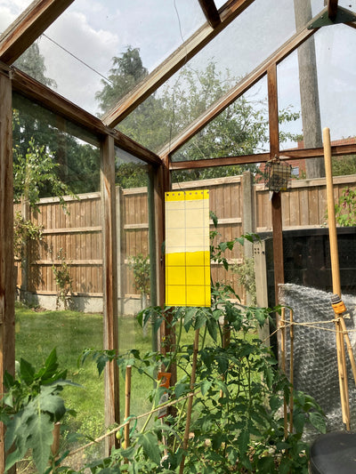 Eco Sticky Insect Traps