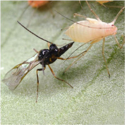 Aphid Parasitic Wasp - Aphidius colemani - Dragonfli