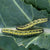 Caterpillar Killer Nematodes