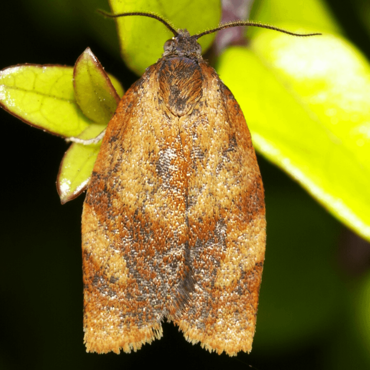 Carnation Tortrix Moth Egg Killer Sachets - Trichogramma Parasitic Was ...