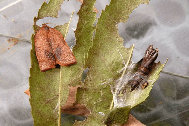 Carnation Tortrix Caterpillar Moth Pheromone Trap - Dragonfli