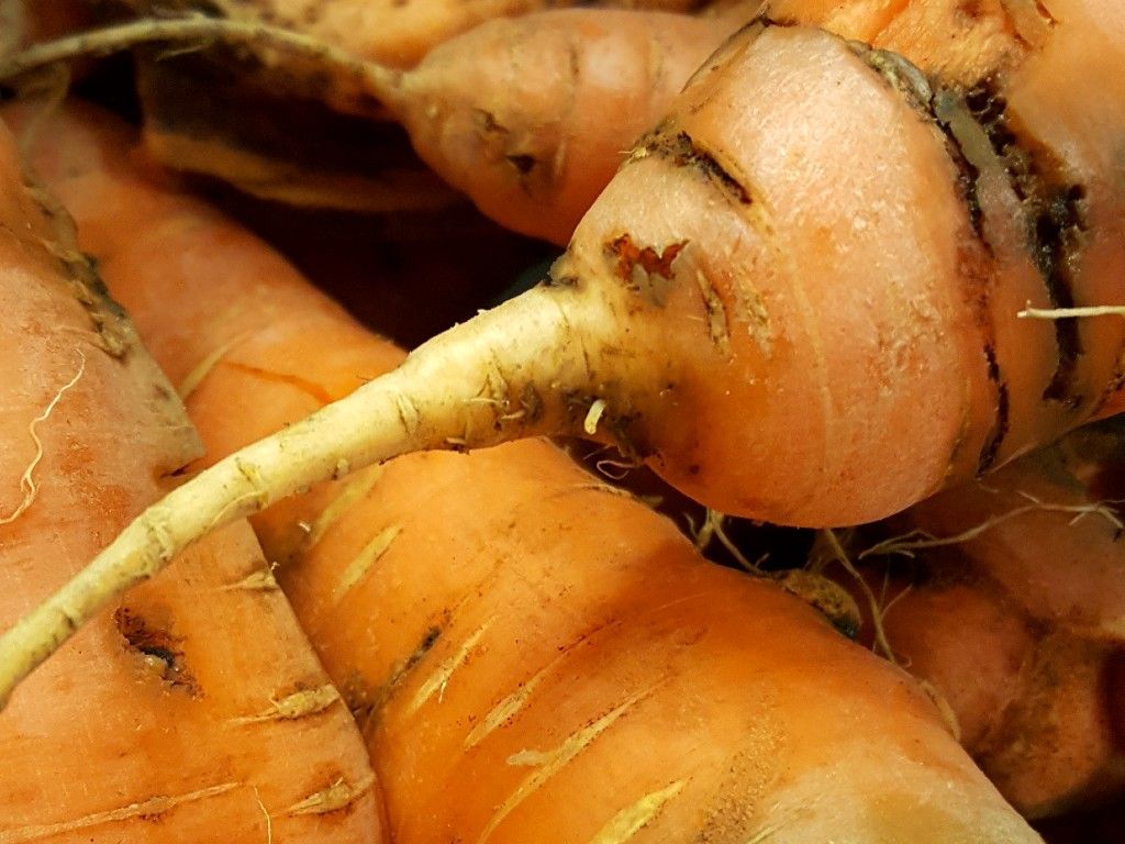 Carrot Root Fly Nematodes & Trap Bundle