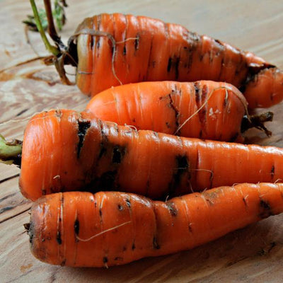 Carrot Root Fly Trap