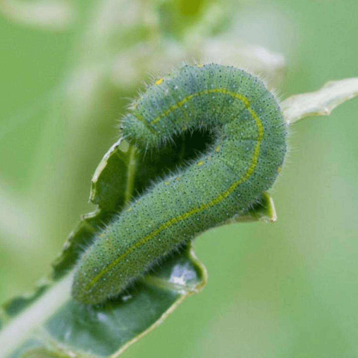 Caterpillar Killer Nematodes - Dragonfli